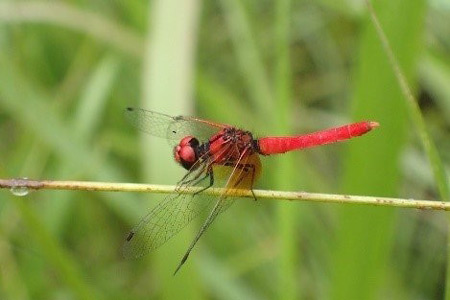 Nannophya-pygmaea